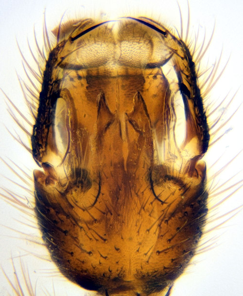 Boletina villosa ventral