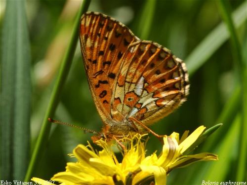 Boloria euphrosyne 3.6.2007 Nummi-Pusula Kärkölä