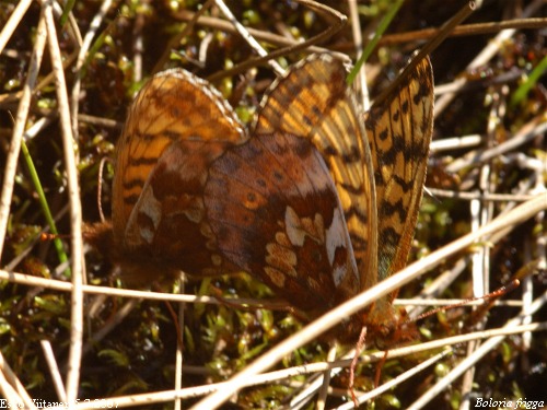 Boloria frigga 5.7.2007 Utsjoki Buollamoaivi