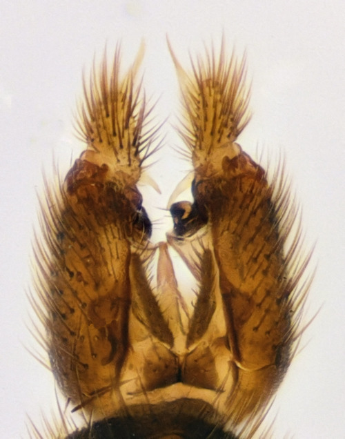 Brevicornu glandis dorsal