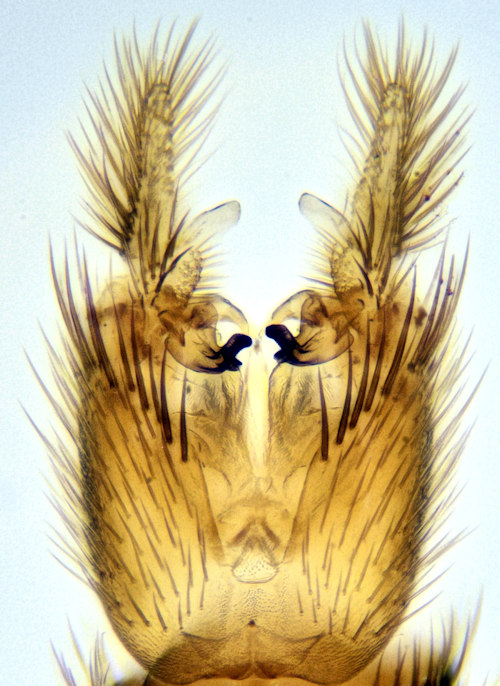 Brevicornu setulosum ventral