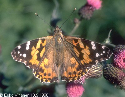 Vanessa cardui V:Nummi-Pusula 13.9.1998 672:33