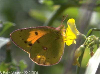 Colias crocea 22.2.2001 Madeira