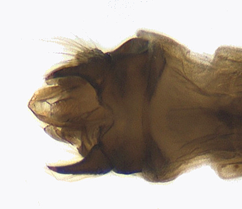 Ceraclea excisa ventral