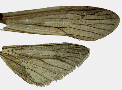 Ceraclea excisa wing