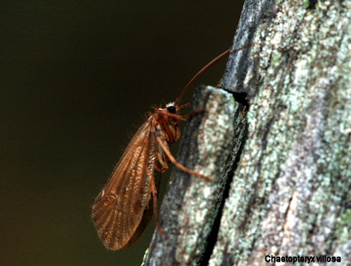 Chaetopteryx villosa