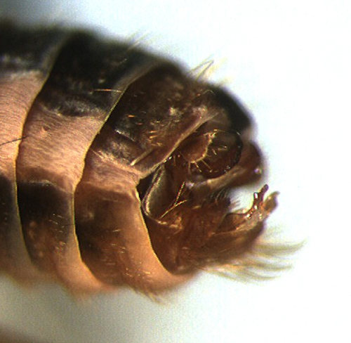 Chaetopteryx villosa lateral