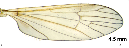 Cheilotrichia areolata wing