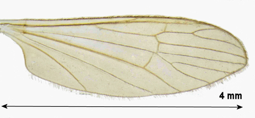 Cheilotrichia cinerascens wing