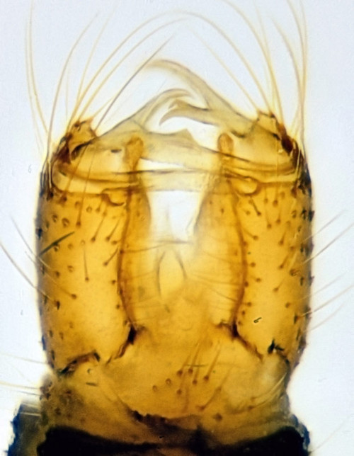 Cheilotrichia neglecta ventral