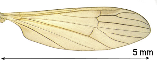 Cheilotrichia neglecta wing
