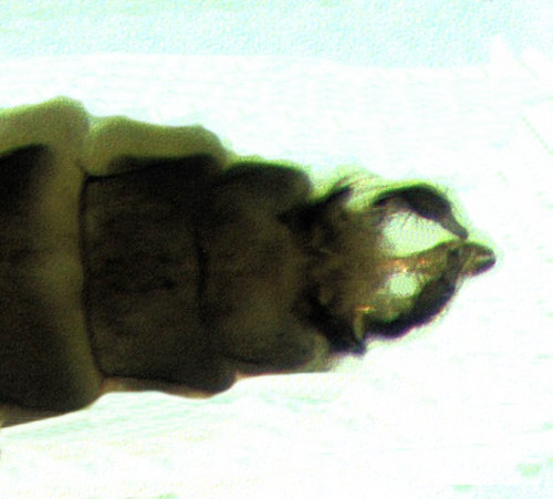 Cheumatopsyche lepida dorsal