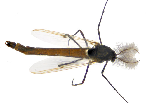 Chironomus anthracinus