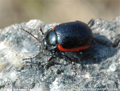 chrysolina sanguinolenta 14.4.2006 Espoo