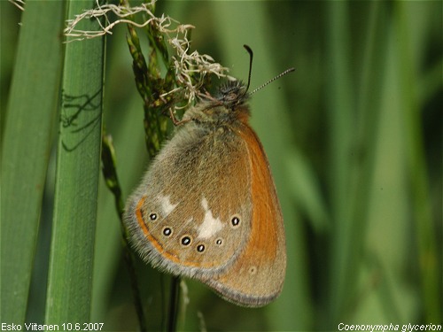 Coenonympha glycerion 10.6.2007 Espoo