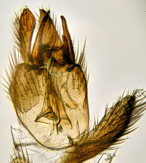 Cordyla fasciata ventral