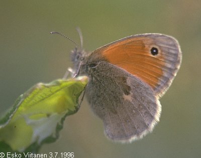 Coenonympha pamphilus A:Eckerö 3.7.1996