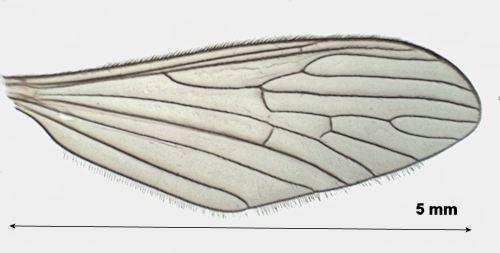 Crypteria limnophiloides wing