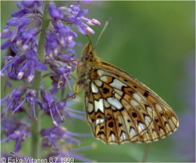 Boloria selene Rovaniemen mlk 8.7.1999