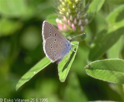 Cyaniris semiargus Orivesi 683:37 25.6.1995