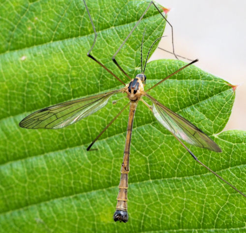 Cylindrotoma distinctissima