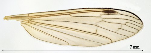 Cylindrotoma distinctissima male wing