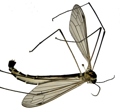 Cylindrotoma nigriventris