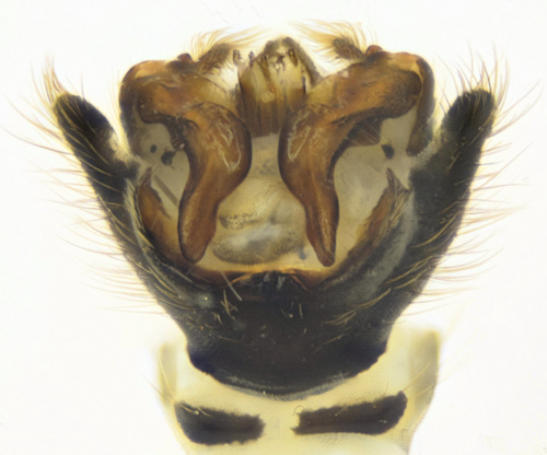 Cylindrotoma nigriventris male dorsal