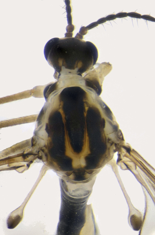 Cylindrotoma nigriventris head