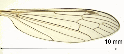Cylindrotoma nigriventris male wing