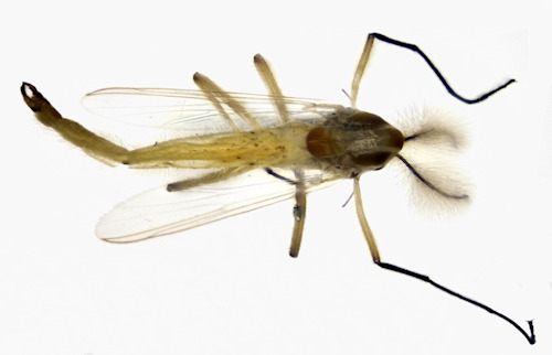 Demicryptochironomus vulneratus