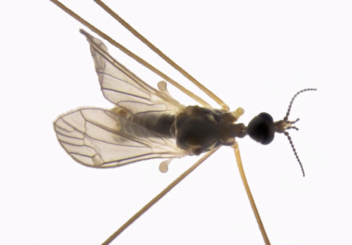 Dicranomyia aperta