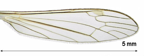 Dicranomyia aperta wing