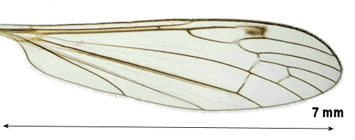 Dicranomyia autumnalis wing