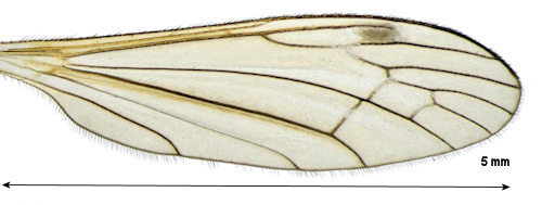 Dicranomyia caledonica wing