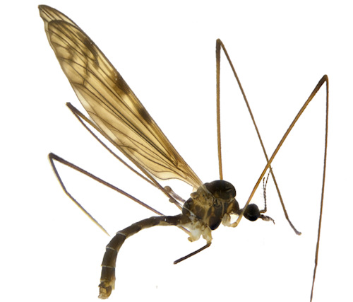 Dicranomyia consimilis