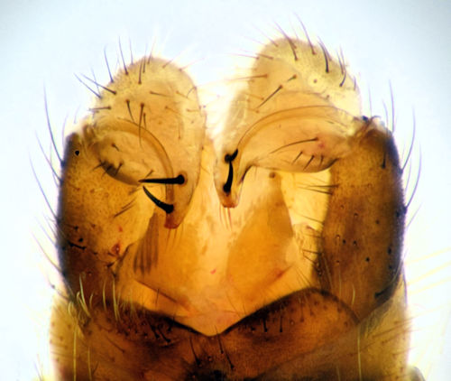 Dicranomyia consimilis dorsal