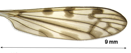 Dicranomyia consimilis wing