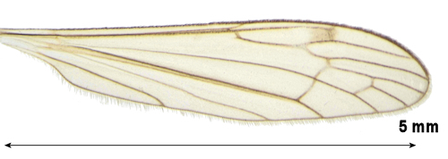 Dicranomyia danica wing