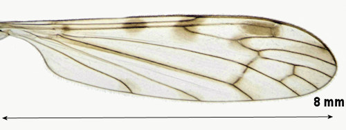 Dicranomyia didyma wing