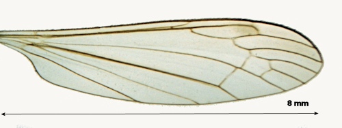 Dicranomyia distendens wing