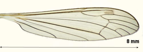 Dicranomyia frontalis wing