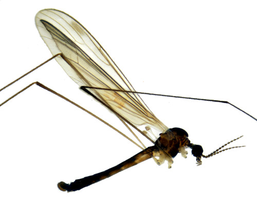 Dicranomyia fusca