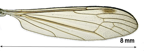 Dicranomyia fusca wing