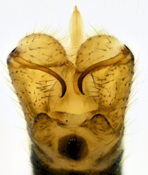 dicranomyia halterata dorsal