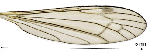 Dicranomyia halterata wing