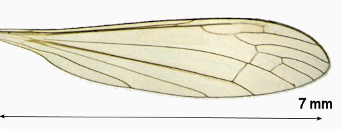 Dicranomyia halterella wing