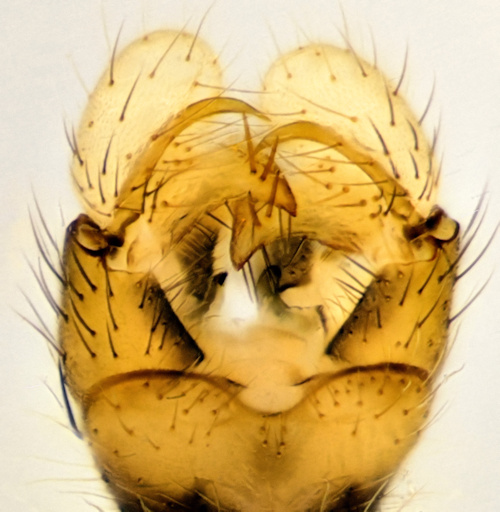 dicranomyia handlirschi dorsal