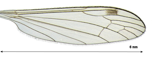 Dicranomyia handlirschi wing