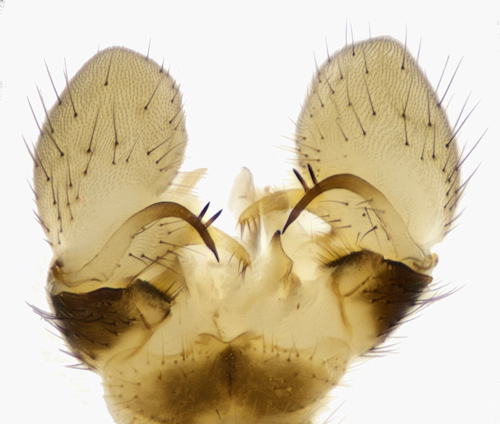 Dicranomyia hyalinata dorsal